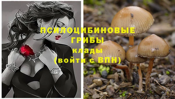 PSILOCYBIN Белокуриха
